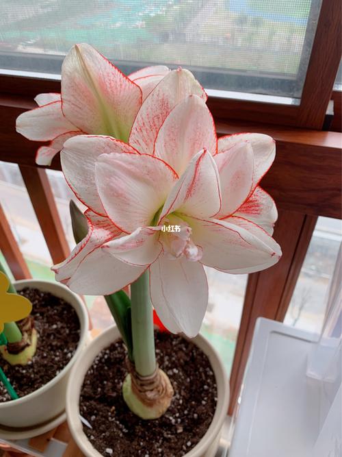朱顶红-条纹黛丝_条纹_日记_绿植_绿植成长日记_家居家装_家居装饰