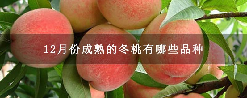 1,瑞源二号作为冬桃品种之一,瑞源二号是相对比较有名的,它的成熟期是