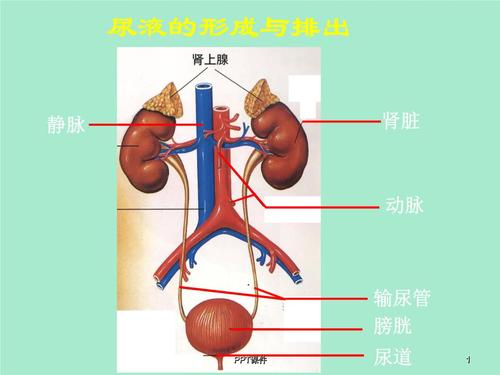 济南出版社七年级生物上册尿液的形成和排出.ppt