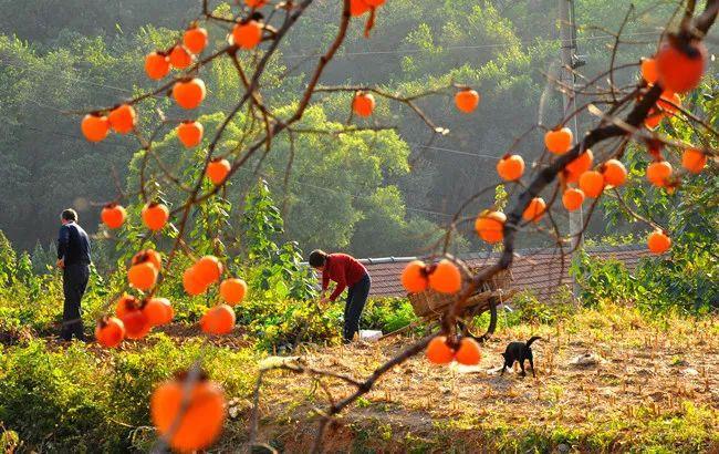 一起看沂源大地丰收图景|葡萄|柿子|莲藕