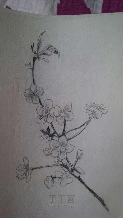 手绘素描桃花图片大全2