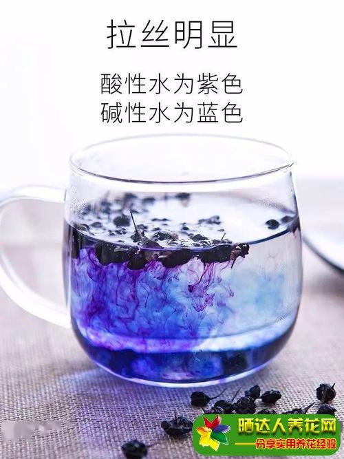 黑枸杞泡水后什么颜色 黑枸杞不适宜人群 什么人不能