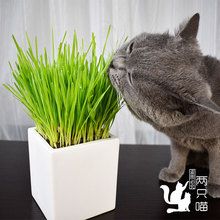 猫草种籽水培