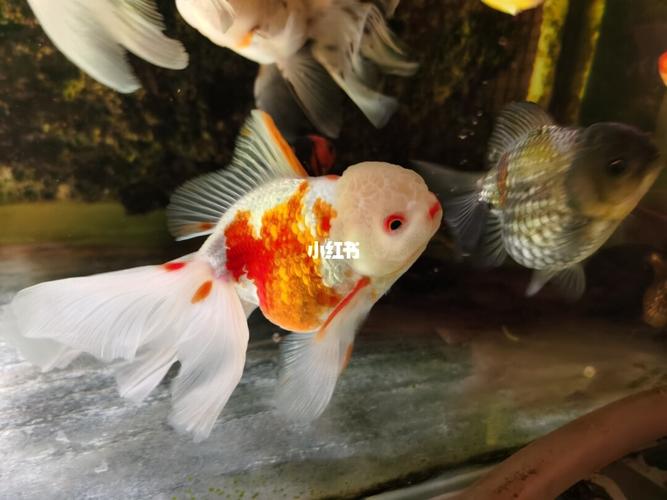 几十块买来的小泰狮,突然发现变得眉清目秀了!鱼也会变漂亮呀!