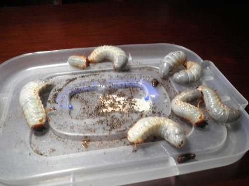 好好养仙