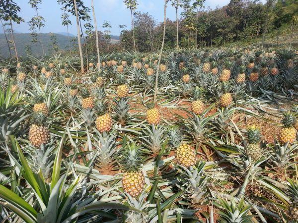 云南景洪无眼菠萝(又名风梨),自产自销