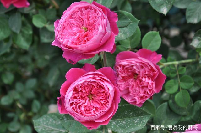 养月季首先要选对品种,否则后悔来不及