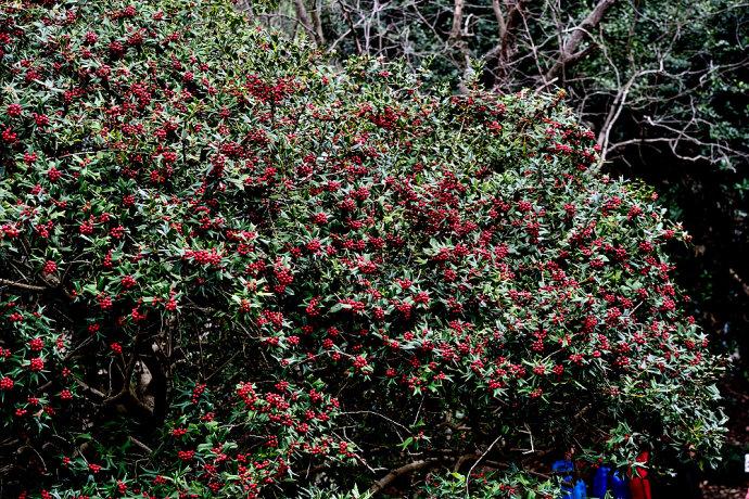 枸骨也属冬青科