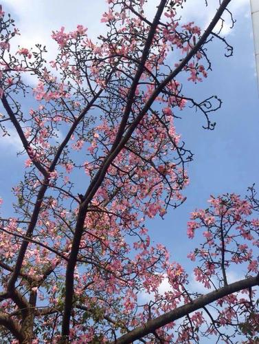 紫荆花和木棉花