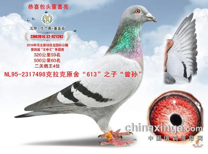 克拉克原舍大铭鸽613之子_翔龙鸽业_ ag188.