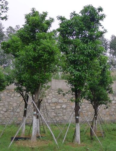 香泡价格-香泡树广东报价