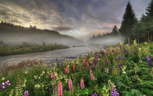 唯美花海高清电脑壁纸
