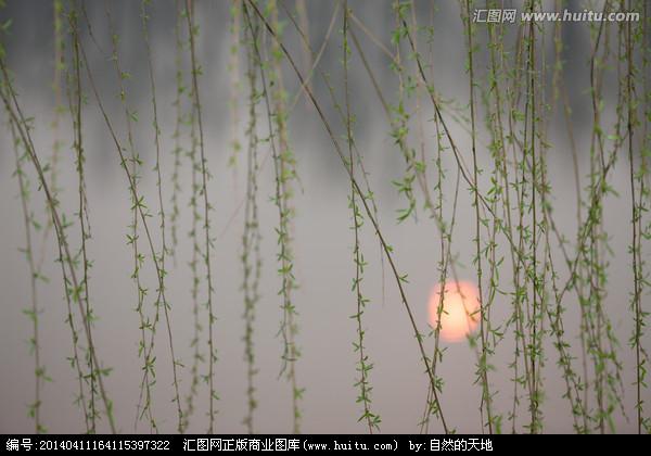 柳丝与朝阳池塘边