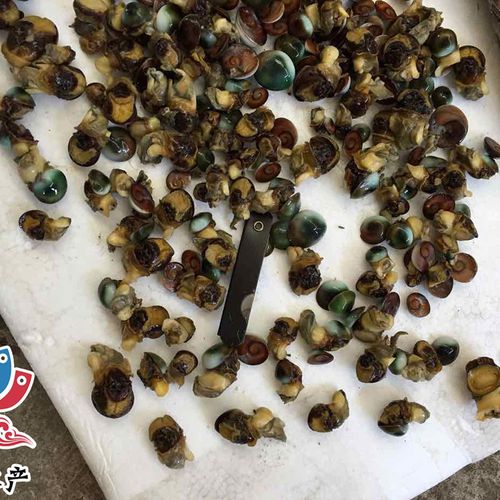 常年供应海螺猫眼蝾螺古文螺眼睛螺(猫眼螺)