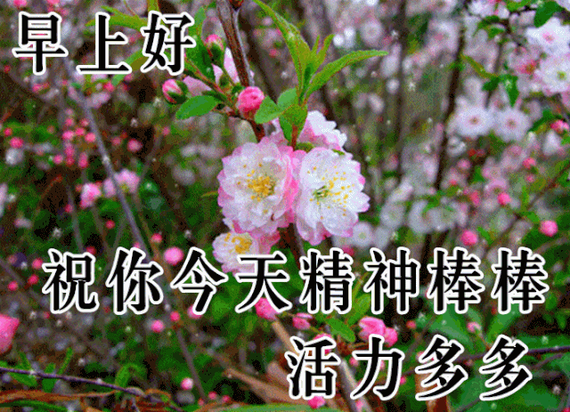 下午好动态表情图下午好表情动态图片带字和鲜花下午好问候祝福动态