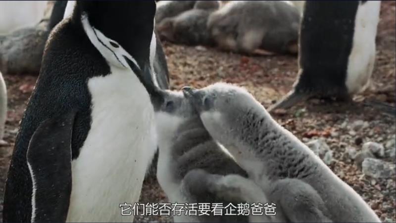 地球脉动 岛屿
