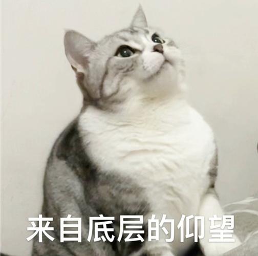 我家也叫奥利奥,来自底层的猫咪羡慕帽子多的猫咪 删除 赞回应 来自