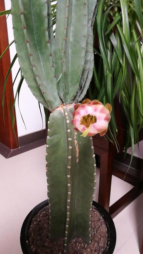 1707擎天柱开花.