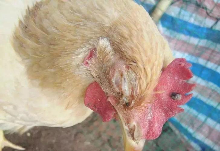 鸡新城疫,传染性支气管炎,鸡痘的临床认识和防疫措施