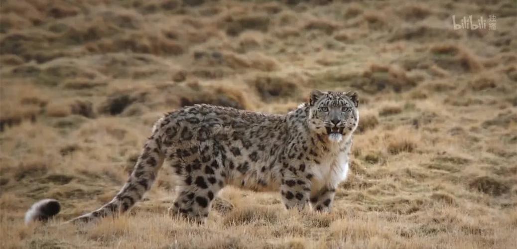 最好看的中国野生动物纪录片,我居然看哭了