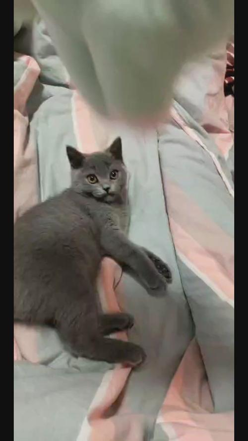 大家看看我家这只英短蓝猫纯不纯?