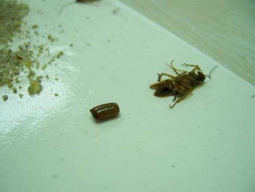 蟑螂的卵鞘一般藏在哪里