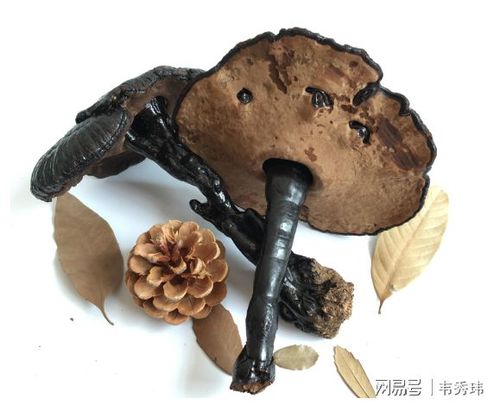 赤灵芝泡酒有什么功效与作用