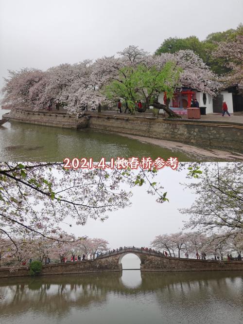 鼋头渚樱花现状不断更新|樱花谷和长春桥_樱花_景点_出行_人文风光