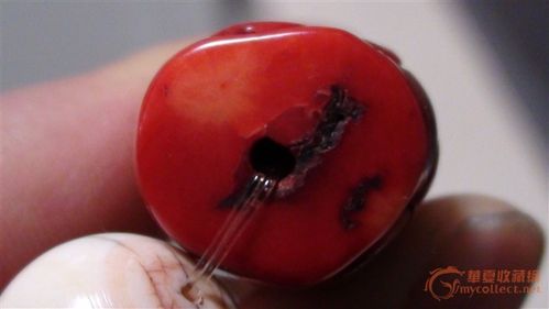 这个是红珊瑚吗