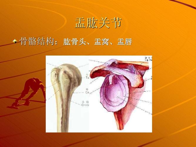 盂肱关节 骨骼结构:肱骨头,盂窝,盂唇 肱骨头,盂窝