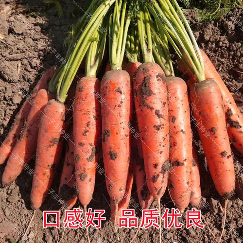 夏秋季耐热耐寒高产型红萝卜京研华誉218三系杂交胡萝卜种子春季