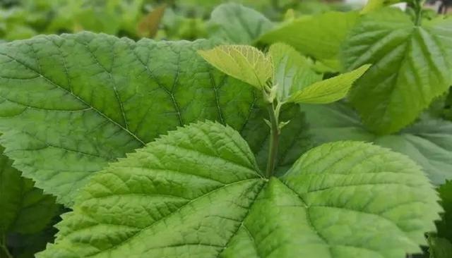 桑叶是什么树的叶子