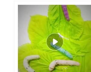 盒新鲜白色变色七彩蚕宝宝科普七彩色鹅毛学校红色幼
