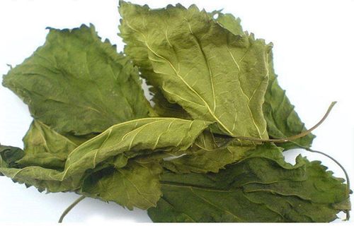 桑叶的功效与作用及使用方法