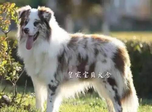 双血统咖啡,红陨石边牧