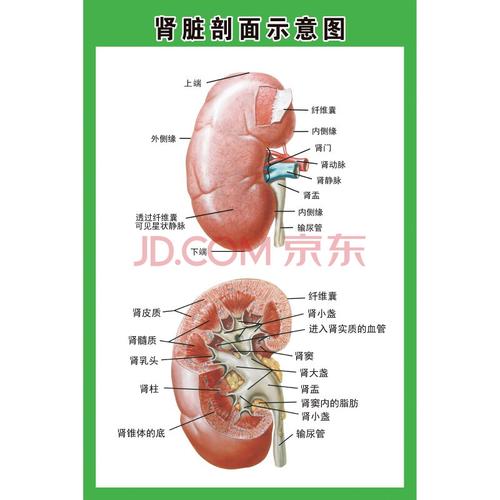 【新品】人体内脏解剖系统示意图医学宣传挂图器官心脏结构院海报