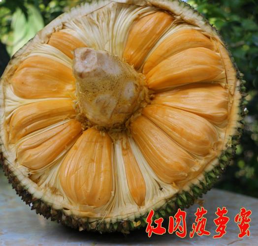 菠萝蜜新鲜 海南 红心