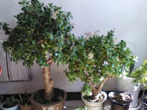 自己家养的精品八宝树