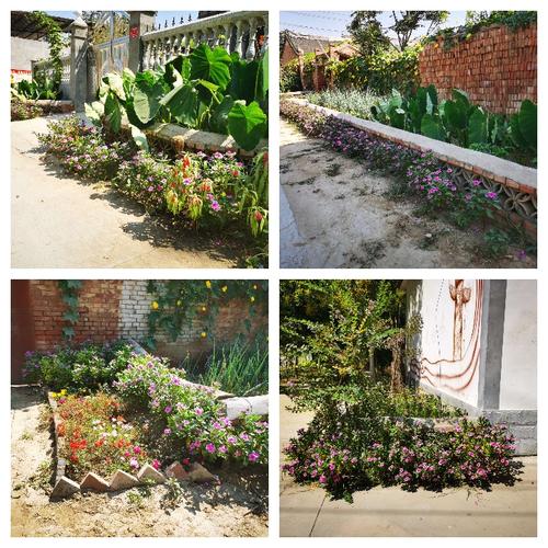 代李陈动员群众院墙外,门前砌花池,种植花卉,装扮乡村街道,改善人居