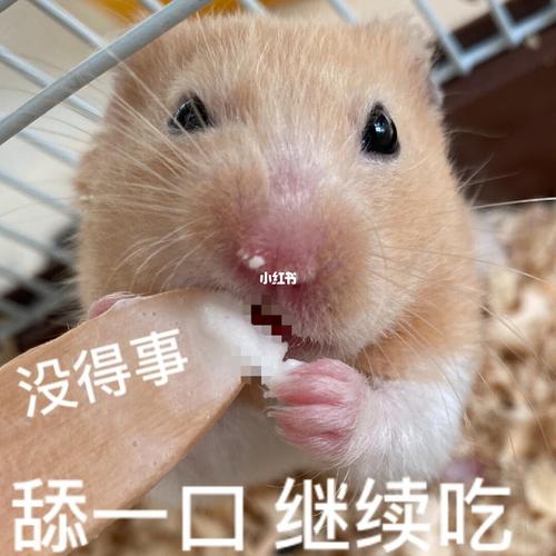 仓鼠表情包_表情包_仓鼠_我最爱的表情包_素材_表情包