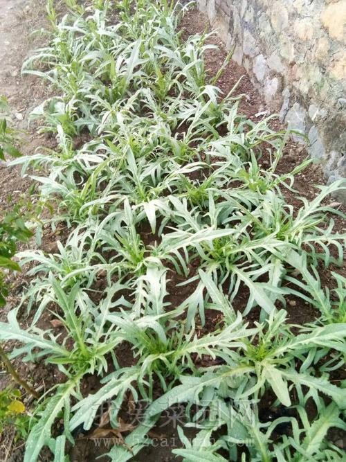 这是我们这的又软又有点甜的苦麦菜,吃了好多回了.