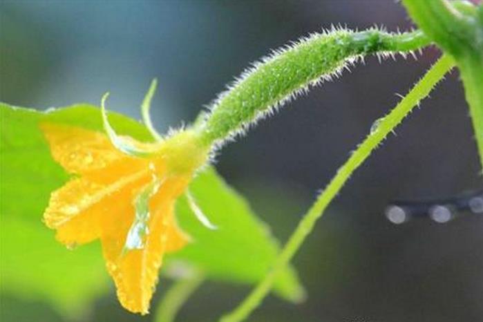 注意用力要轻柔,也可用毛笔蘸取雄花中的花粉涂在雌花的柱头上