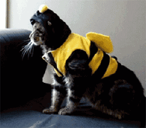 动物搞笑动态图片