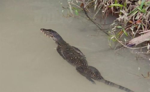 十多年来首次露脸我国最大的蜥蜴现身云南龙陵寿命比人类还长