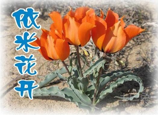 依米花图片生命一次美丽一次