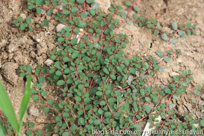 地锦草斑地锦和通奶草