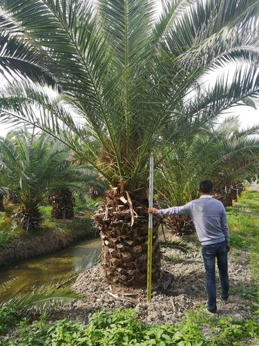 加拿利海枣 自家地种的,挖沟种沟岸单排,树型壮硕,围径80-110公分.