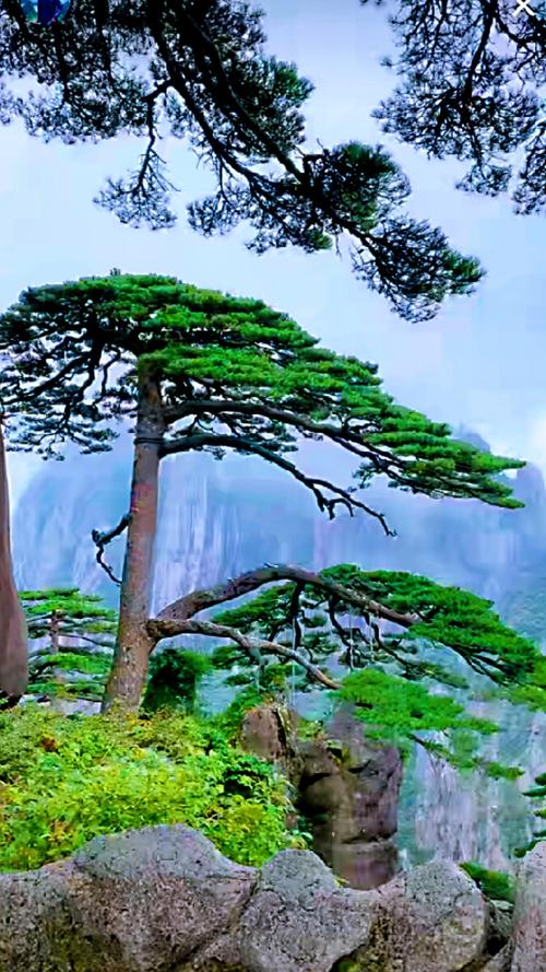 黄山迎客松