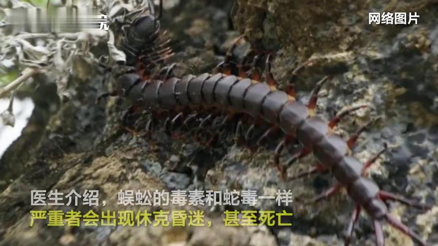 女子被蜈蚣咬伤后窒息身亡_手机新浪网