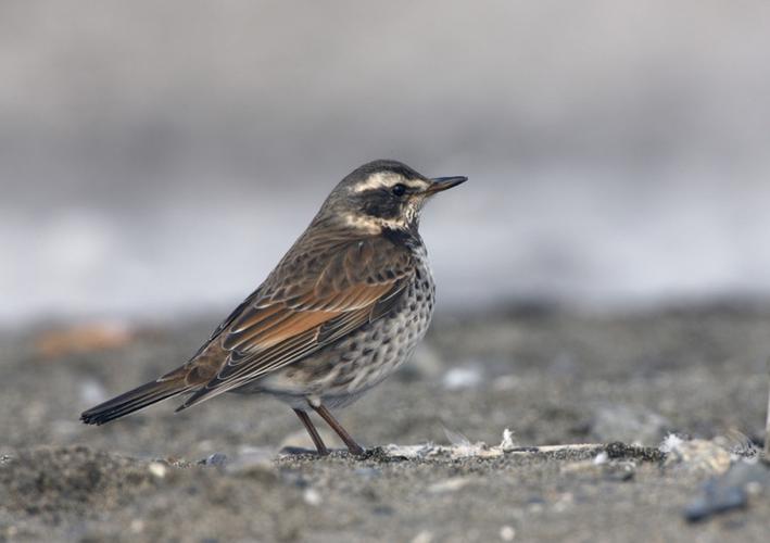 画眉鸟为什么叫画眉鸟